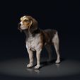 Beagles_01.jpg Beagle - STL & VRML COLOR FORMAT !- HUSH PUPPY - DOG BREED - SITTING POSE - 3D PRINT MODEL