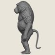 Baboon-Monkey-Standing-04.jpg Baboon Monkey Standing