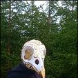 Untitled00108101.jpg Crow Skull Mask