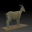 4.jpg Ziege 3D Modell