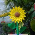 IMG_20200621_182852.jpg sunflower flower plant