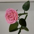 IMG_20240616_202016.jpg Rose | 3D Printable Rose ©