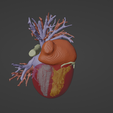 6.png 3D Model of Healthy Human Heart - generated from real patient