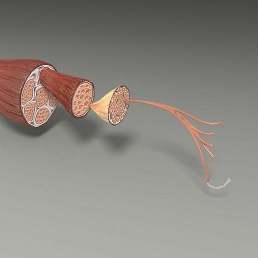 Muscle cross section 3D model・ 3D File for 3D printing・Cults