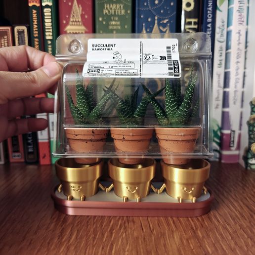 unique succulent plants Succulent Discovery 20-pack: Easy, Cute & Colorful Plants  Includes 10  Unique Varieties