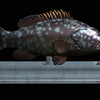 Dusky-grouper-10.png fish dusky grouper / Epinephelus marginatus statue detailed texture for 3d printing