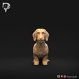 Dachshund-Miniature-Wire-Haired-Pose-04-Dog-3D-Print-10s.jpeg Dachshund Miniature Wire Haired Pose 04