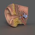 3.jpg Ear Cross Section Anatomy