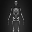 Female-Human-Skeleton-3D-Model-sculpted-by-Yacine-BRINIS-013.jpg Highly Detailed Human Skeleton (Female)
