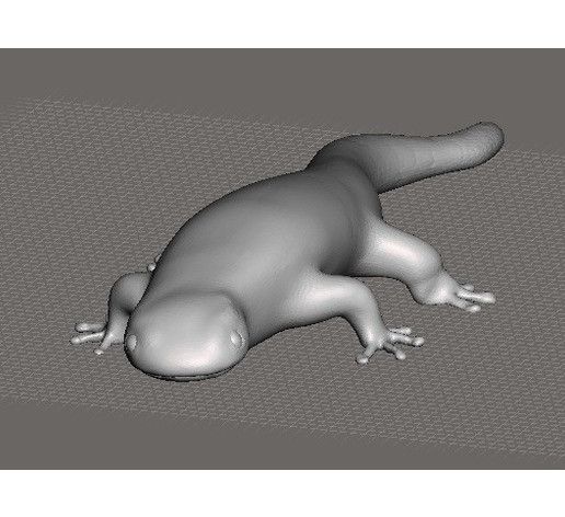 Travel frog - newt