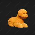 1983-Bichon_Frise_Pose_08.jpg Bichon Frise Dog 3D Print Model Pose 08