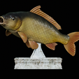 Carp-trophy-statue-16.png fish carp / Cyprinus carpio in motion trophy statue detailed texture for 3d printing