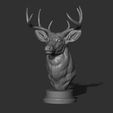 5.jpg White tailed deer bust