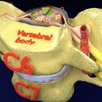 p1.jpg 3D model Spinal Tracts cord vertebrae labelled
