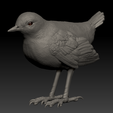 unknown.png American Dipper Bird