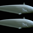Catfish-Europe-34.png FISH WELS CATFISH / SILURUS GLANIS solo model detailed texture for 3d printing