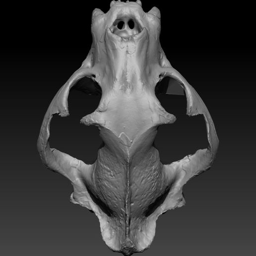4.jpg Jaguar Head Skull
