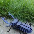 IMG20231009173823.jpg Stag Beetle Buildable Animal Figure