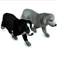 000.jpg DOG DOG - DOWNLOAD Sheepdog 3d model - CANINE PET GUARDIAN WOLF HOUSE HOME GARDEN POLICE 3D printing DOG DOG