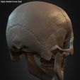 Highly-Detailed-Human-Skull-015.jpg Highly Detailed Human Skull