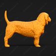 878-Basset_Fauve_de_Bretagne_Pose_02.jpg Basset Fauve de Bretagne Dog 3D Print Model Pose 02