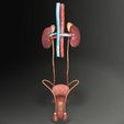 genito-urinary-tract-male-3d-model-3d-model-blend-36.jpg Genito-urinary tract male 3D model 3D model