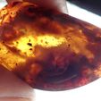 OI000769.JPG CT scan render DINOSAUR in 99 million year old amber from Myanmar