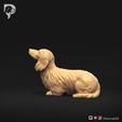 Dachshund-Miniature-Long-Haired-Pose-08-Dog-3D-Print-7s.jpeg Dachshund Miniature Long Haired Pose 08