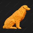 535-Australian_Shepherd_Dog_Pose_04.jpg Australian Shepherd Dog 3D Print Model Pose 04