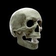 thomas-skull-35_low.jpg Realistic Human Skull Anatomy stl and OBJ