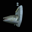 zander-head-trophy-11.png fish head trophy zander / pikeperch / Sander lucioperca open mouth statue detailed texture for 3d printing