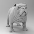 Dog_01.18.jpg Fichier OBJ gratuit chien de taureau・Plan à télécharger et à imprimer en 3D