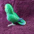 IMG_20250312_172601403.jpg Eclectus