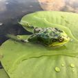 Frog.jpg STL file Frog Fishing Lure (4 Versions)・3D print design to download, sthone