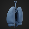 LD_4.png Lungs and Diaphragm