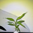 WhatsApp-Image-2024-01-16-at-23.59.09-1.jpeg pot plant