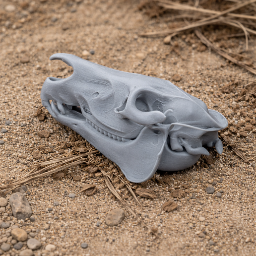 Grevy's Zebra Skull