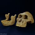 australopithecus-anamensis-07.jpg Australopithecus anamensis skull reconstruction