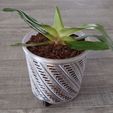 20240316_140919.jpg Orchid plant pot V2 9,5 cm for Pot diameter 12 cm