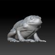 frog111.jpg Realistc frog