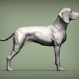Wan cnles Vizsla hongrois Chien d'arrêt hongrois Modèle imprimé en 3D