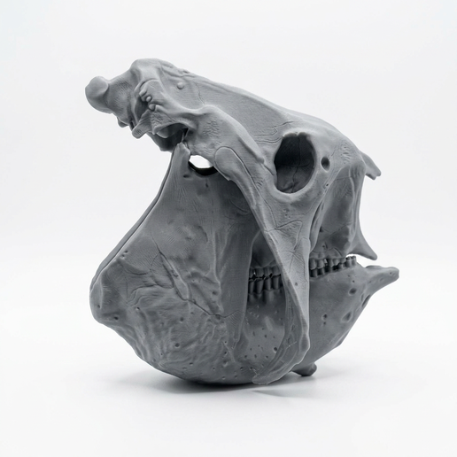 2.png Glyptodon Skull - Prehistoric Armored Mammal Fossil
