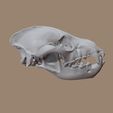Hyena_skull-(5).jpg Hyena Skull based on CT Scan data by Marco Valenzuela