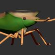 lat-der.jpg dichelops furcatus - Green bellied bug