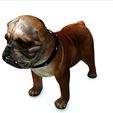 01.jpg DOWNLOAD BULLDOG 3d model - animated for - MAYA - BLENDER 3 - 3DS MAX - UNITY - UNREAL - CINEMA 4D - 3D printing  DINOSAUR CANINR LABRADOR RAPTOR PREDATOR PE HUNTER PLUSH PET HOUSE HOME GARDEN PROTECTOR PET MAN BOY CHILDREN RAPTOR