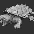 1.jpg Alligator Snapping Turtle