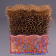 untitlejhd.jpg epithelial cells types collection 3D