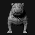 02.jpg Bulldog model 3D print model