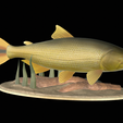 Golden-dorado-statue-1-8.png fish golden dorado / Salminus brasiliensis statue underwater detailed texture for 3d printing