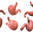 Stomach_Color_1.png Human Stomach Anatomy